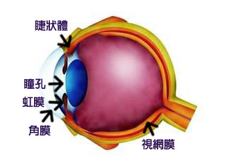 眼睛的結構
