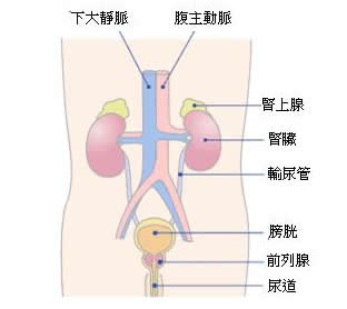 泌尿系統及前列腺的構造