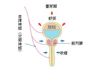 泌尿系統的功能