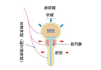 泌尿系統的功能