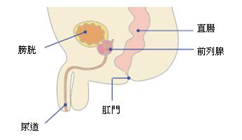 前列腺的功能