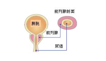 前列腺的功能